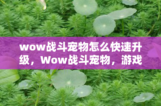 wow战斗宠物怎么快速升级，Wow战斗宠物，游戏中的得力助手与伙伴