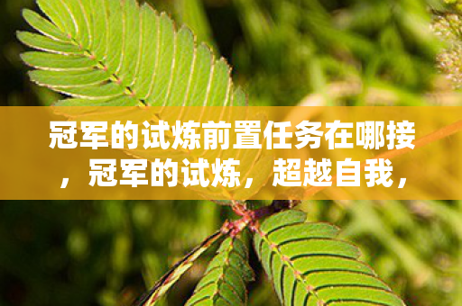 冠军的试炼前置任务在哪接，冠军的试炼，超越自我，铸就荣耀