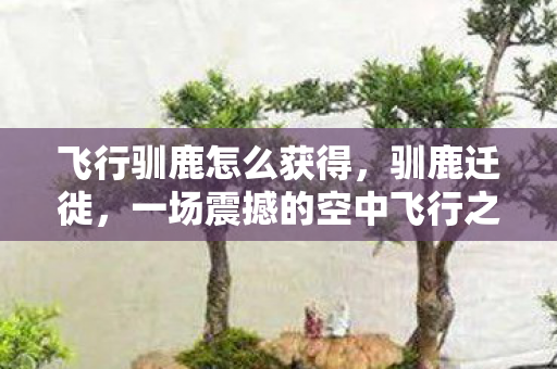 飞行驯鹿怎么获得，驯鹿迁徙，一场震撼的空中飞行之旅