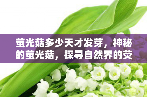 萤光菇多少天才发芽，神秘的萤光菇，探寻自然界的荧光奇迹