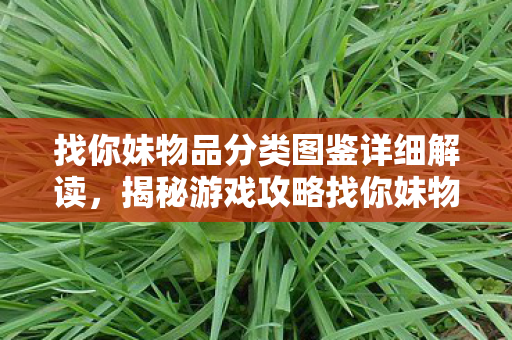 找你妹物品分类图鉴详细解读，揭秘游戏攻略找你妹物品分类全解析