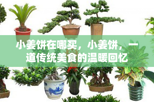 小姜饼在哪买，小姜饼，一道传统美食的温暖回忆