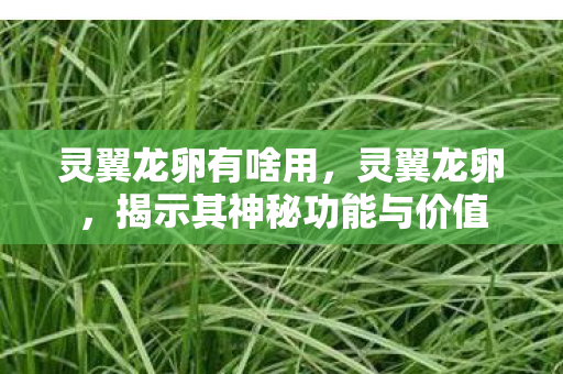 灵翼龙卵有啥用，灵翼龙卵，揭示其神秘功能与价值