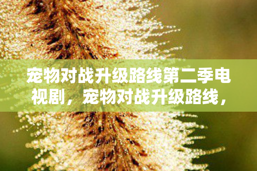 宠物对战升级路线第二季电视剧，宠物对战升级路线，从新手到高手的全方位指南