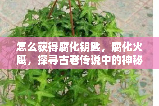 怎么获得腐化钥匙，腐化火鹰，探寻古老传说中的神秘力量