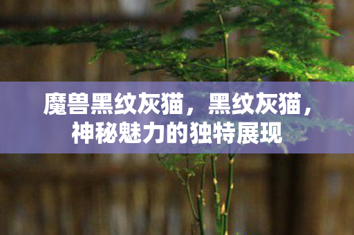 魔兽黑纹灰猫，黑纹灰猫，神秘魅力的独特展现