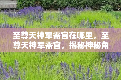 至尊天神军需官在哪里，至尊天神军需官，揭秘神秘角色背后的故事