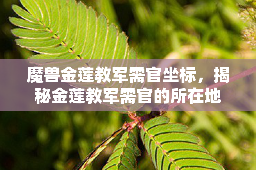 魔兽金莲教军需官坐标，揭秘金莲教军需官的所在地