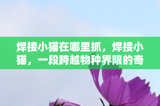 焊接小猫在哪里抓，焊接小猫，一段跨越物种界限的奇妙缘分