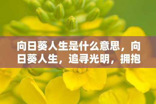 向日葵人生是什么意思，向日葵人生，追寻光明，拥抱希望