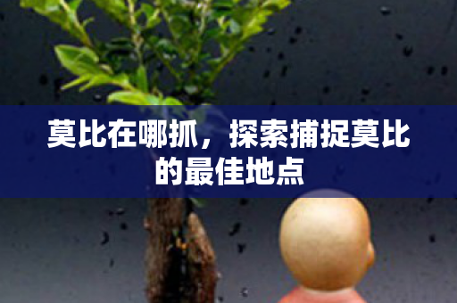 莫比在哪抓，探索捕捉莫比的最佳地点