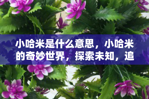 小哈米是什么意思，小哈米的奇妙世界，探索未知，追寻梦想