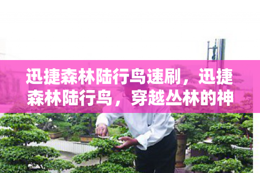 迅捷森林陆行鸟速刷，迅捷森林陆行鸟，穿越丛林的神秘飞行者