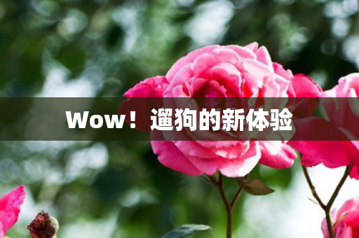 Wow！遛狗的新体验