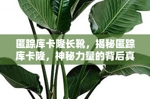 匿踪库卡隆长靴，揭秘匿踪库卡隆，神秘力量的背后真相