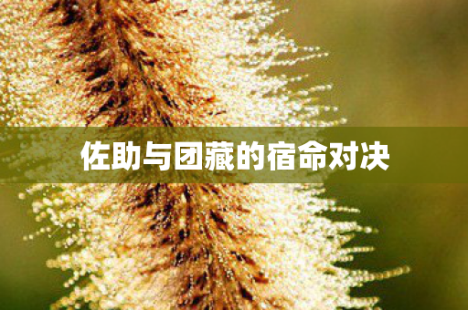 佐助与团藏的宿命对决