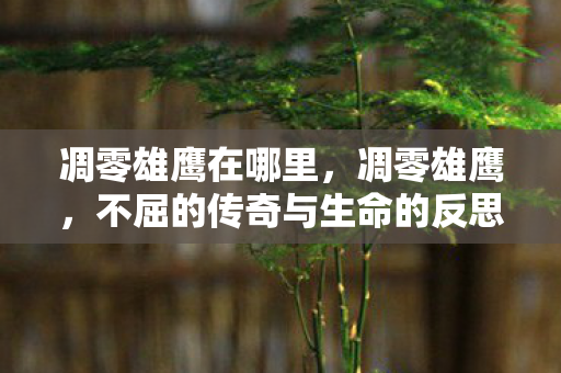 凋零雄鹰在哪里，凋零雄鹰，不屈的传奇与生命的反思