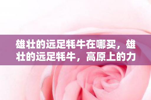 雄壮的远足牦牛在哪买，雄壮的远足牦牛，高原上的力量与坚韧