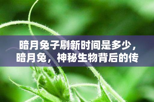 暗月兔子刷新时间是多少，暗月兔，神秘生物背后的传说与故事
