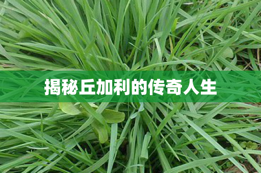 揭秘丘加利的传奇人生