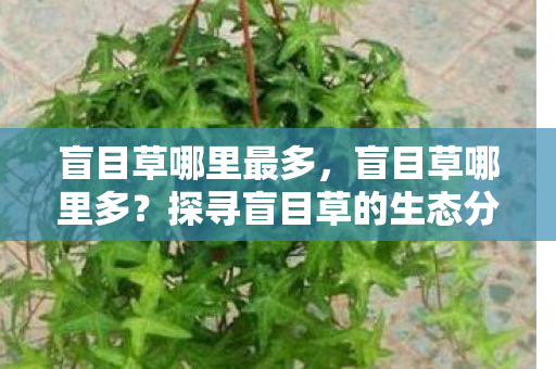 盲目草哪里最多，盲目草哪里多？探寻盲目草的生态分布与药用价值