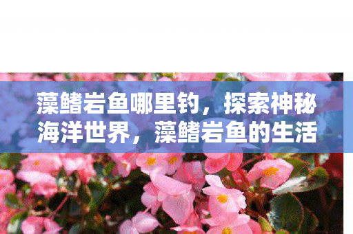 藻鳍岩鱼哪里钓，探索神秘海洋世界，藻鳍岩鱼的生活与奥秘