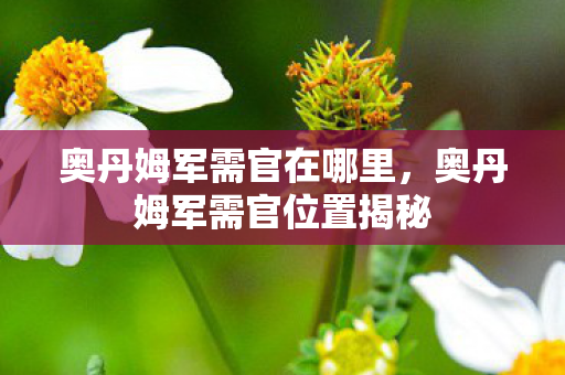 奥丹姆军需官在哪里，奥丹姆军需官位置揭秘