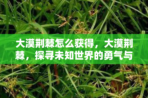 大漠荆棘怎么获得，大漠荆棘，探寻未知世界的勇气与智慧