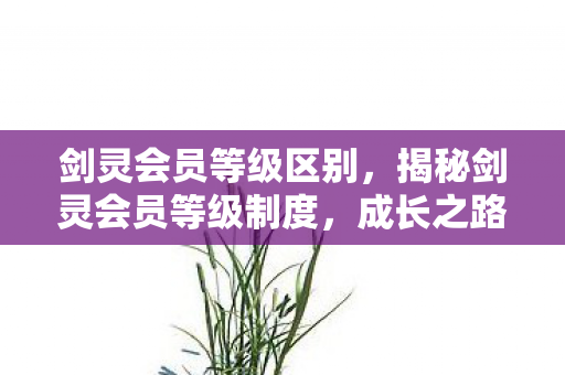剑灵会员等级区别，揭秘剑灵会员等级制度，成长之路与特权福利