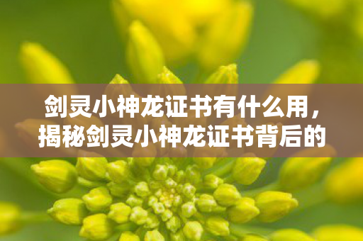 剑灵小神龙证书有什么用，揭秘剑灵小神龙证书背后的故事与荣耀