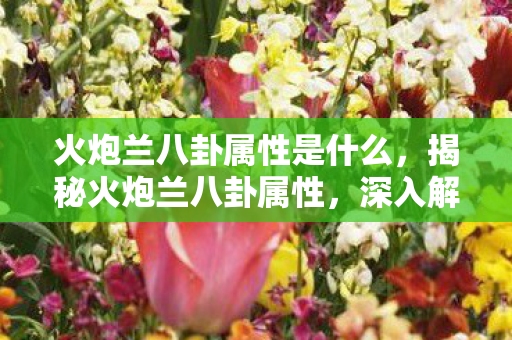 火炮兰八卦属性是什么，揭秘火炮兰八卦属性，深入解析其独特魅力与实战价值