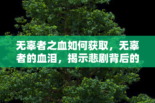 无辜者之血如何获取，无辜者的血泪，揭示悲剧背后的真相与呼唤正义