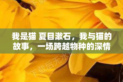 我是猫 夏目漱石，我与猫的故事，一场跨越物种的深情邂逅