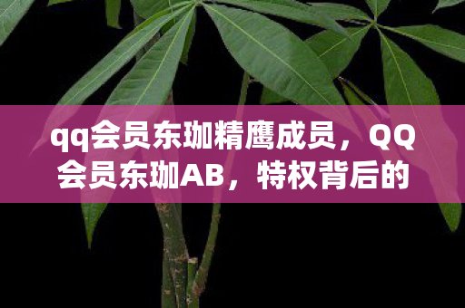 qq会员东珈精鹰成员，QQ会员东珈AB，特权背后的故事
