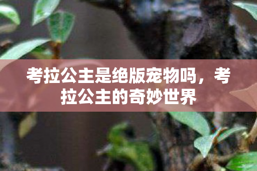 考拉公主是绝版宠物吗，考拉公主的奇妙世界