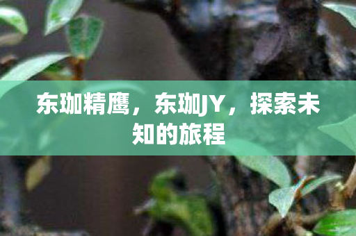 东珈精鹰，东珈JY，探索未知的旅程