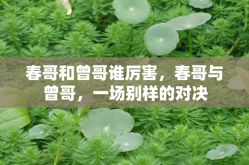 春哥和曾哥谁厉害，春哥与曾哥，一场别样的对决