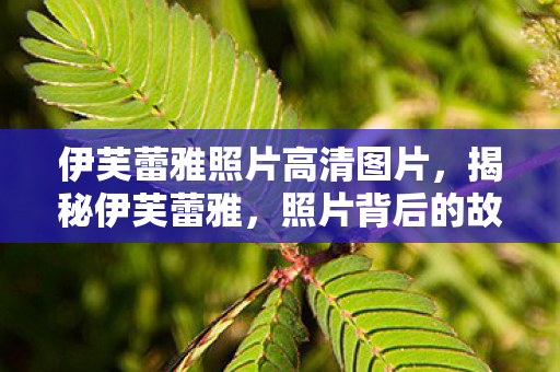 伊芙蕾雅照片高清图片，揭秘伊芙蕾雅，照片背后的故事与魅力