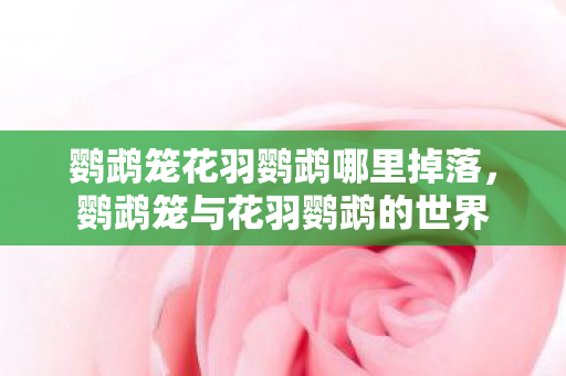 鹦鹉笼花羽鹦鹉哪里掉落，鹦鹉笼与花羽鹦鹉的世界