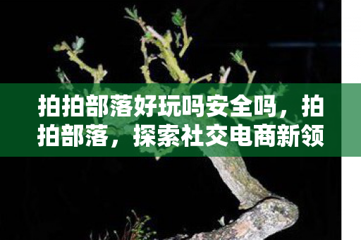 拍拍部落好玩吗安全吗，拍拍部落，探索社交电商新领域的乐趣与挑战