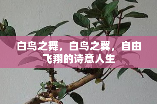 白鸟之舞，白鸟之翼，自由飞翔的诗意人生