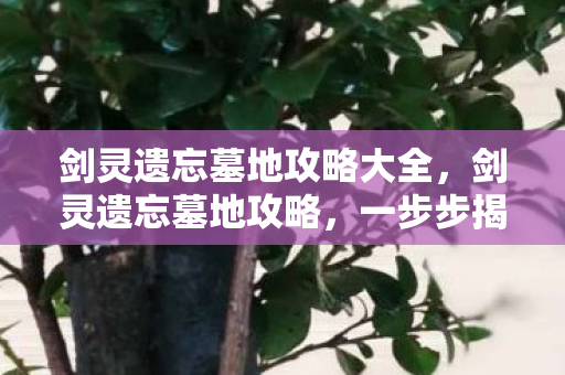 剑灵遗忘墓地攻略大全，剑灵遗忘墓地攻略，一步步揭开神秘面纱