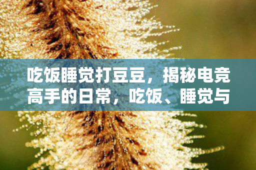 吃饭睡觉打豆豆，揭秘电竞高手的日常，吃饭、睡觉与打Dota的奇妙世界