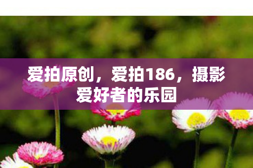 爱拍原创，爱拍186，摄影爱好者的乐园