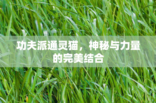 功夫派通灵猫，神秘与力量的完美结合