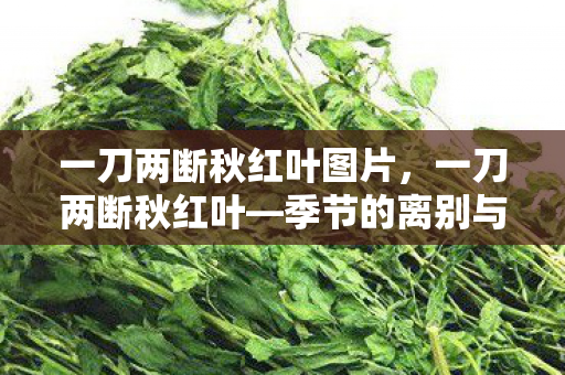 一刀两断秋红叶图片，一刀两断秋红叶—季节的离别与生命的坚韧
