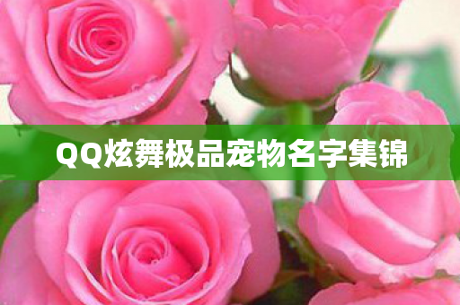 QQ炫舞极品宠物名字集锦