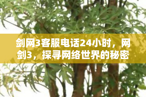 剑网3客服电话24小时，网剑3，探寻网络世界的秘密与未来趋势