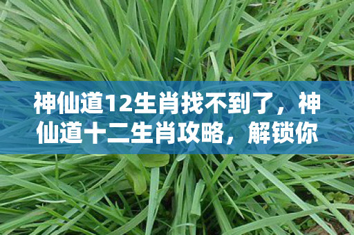 神仙道12生肖找不到了，神仙道十二生肖攻略，解锁你的巅峰之路