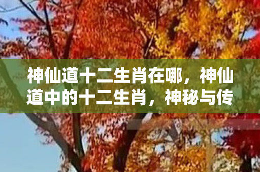 神仙道十二生肖在哪，神仙道中的十二生肖，神秘与传奇的交融